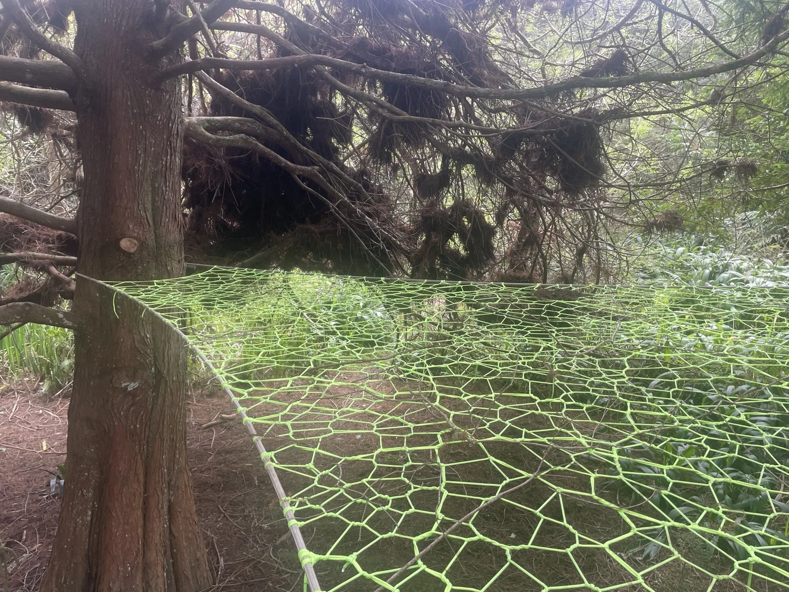 A lime-green net stretching between trees towards a shaded stream